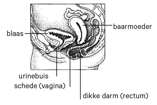 bekkenbodem_002.jpg