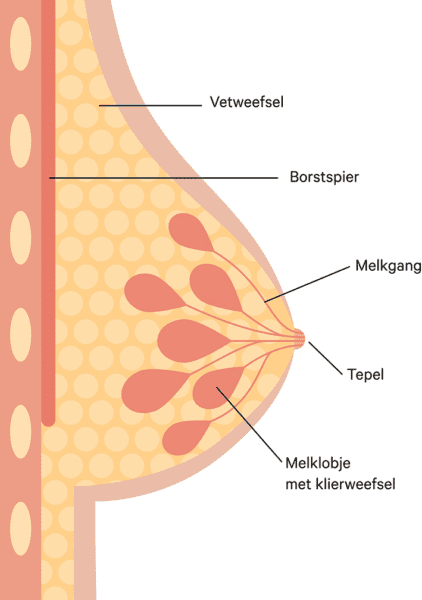 borst_klein_h1149.jpg