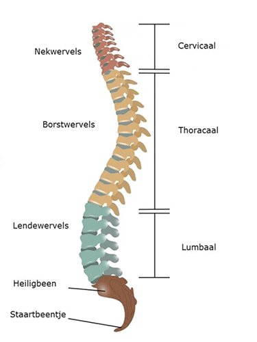 korset_vh_folder_h1146_fig_1.gif