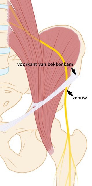 meralgia_anatomie_bewerkt.jpeg