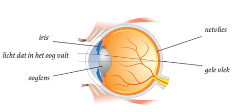 Oog: iris, ooglens, netvlies en gele vlek. Licht dat in oog valt.