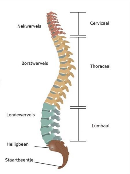 wervelkolomfractuur fig01
