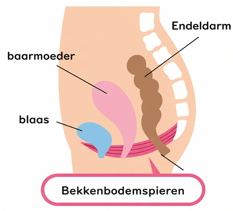 De bekkenbodem