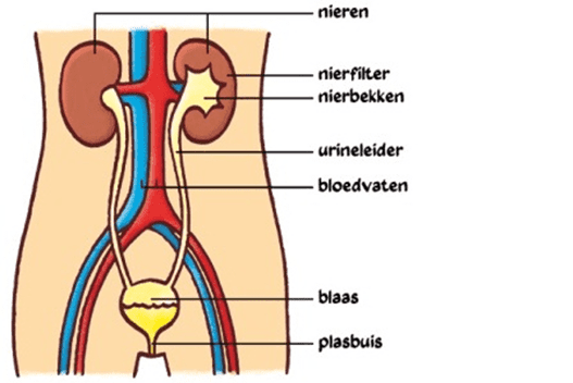 nieren, nierfilter, nierbekken, urineleider, bloedvaten, blaas, plasbuis